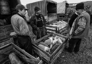 390-b Fotograf  Soeren Skov  -  Pigs market   
